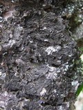 Collema furfuraceum image