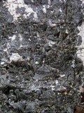 Collema furfuraceum image