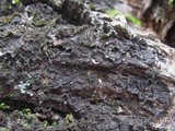 Collema furfuraceum image