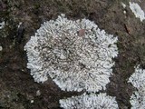 Pyxine sorediata image