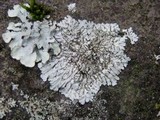 Pyxine sorediata image