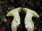 Boletus regius image