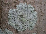 Physcia tribacioides image