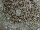 Caloplaca herbidella image