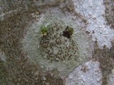 Caloplaca herbidella image