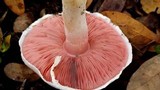 Agaricus alligator image