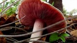 Agaricus alligator image