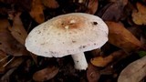 Agaricus alligator image