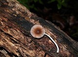 Pluteus longistriatus image