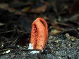 Clathrus columnatus image