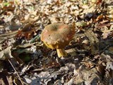 Hortiboletus engelii image