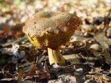 Hortiboletus engelii image