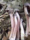 Psathyrella bipellis image