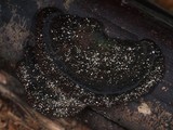Hexagonia hydnoides image