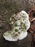 Oxyporus populinus image