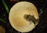 Lactarius pubescens image