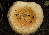 Lactarius pubescens var. betulae image