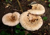 Lactarius pubescens var. betulae image