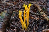 Calocera viscosa image