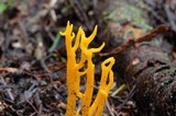 Calocera viscosa image