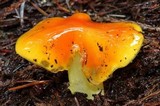 Hygrocybe aurantiosplendens image