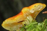 Hygrocybe aurantiosplendens image