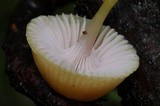 Chromosera cyanophylla image