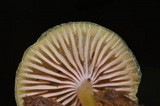 Chromosera cyanophylla image