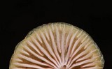 Chromosera cyanophylla image