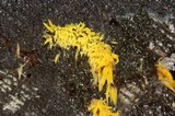 Mucronella flava image