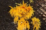 Mucronella flava image