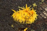 Mucronella flava image