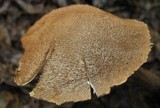 Battarrea phalloides image