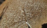Battarrea phalloides image