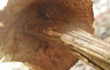 Battarrea phalloides image