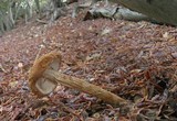 Battarrea phalloides image