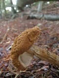 Battarrea phalloides image
