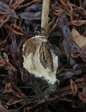 Battarrea phalloides image