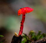 Hygrocybe firma image