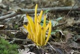 Clavulinopsis fusiformis image