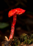 Hygrocybe firma image