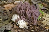 Clavaria zollingeri image