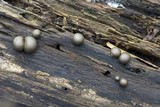 Lycogala epidendrum image