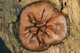 Pachyella clypeata image