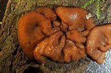 Pachyella clypeata image
