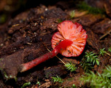 Hygrocybe firma image