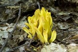 Clavulinopsis fusiformis image