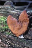 Gyromitra infula image