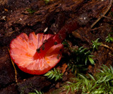 Hygrocybe firma image