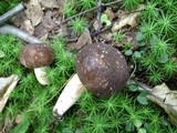 Xanthoconium affine image
